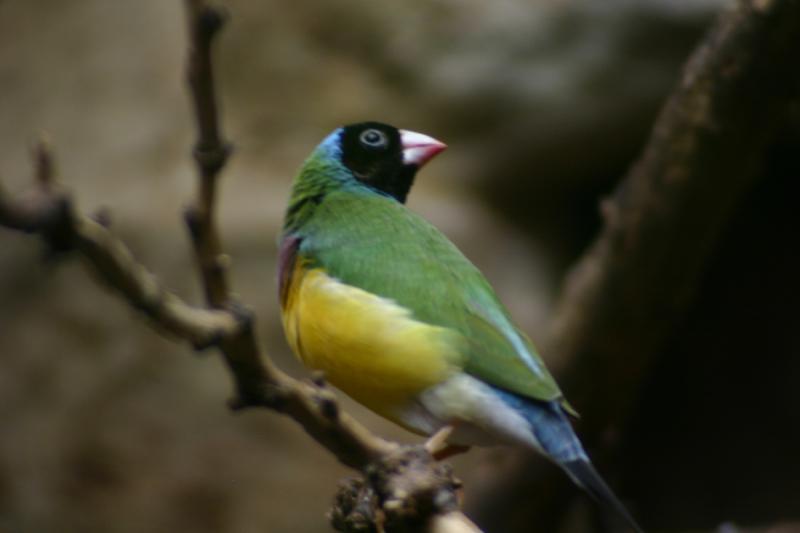 2005-08-24 13:35:34 ** Berlin, Germany, Zoo ** Little colorful bird.