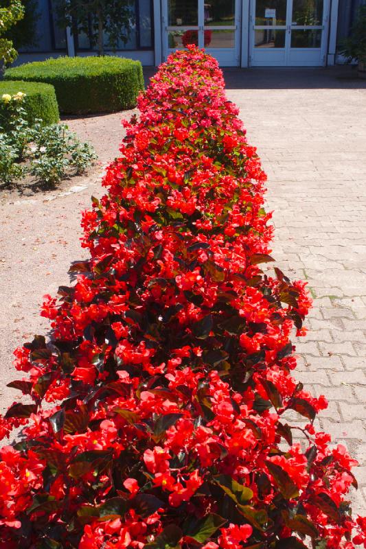 2019-07-23 13:21:36 ** Botanical Garden, Erfurt, Germany ** 