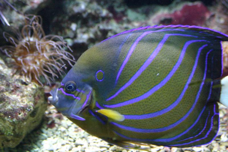 2005-08-25 14:24:46 ** Aquarium, Berlin, Germany, Zoo ** Good-looking colorful fish.