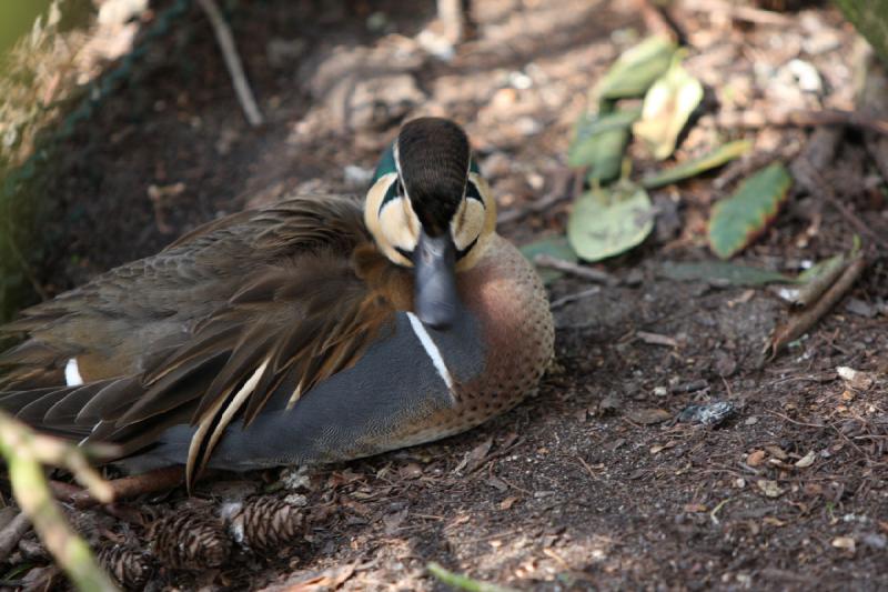 2010-04-13 15:55:36 ** Deutschland, Walsrode, Zoo ** 