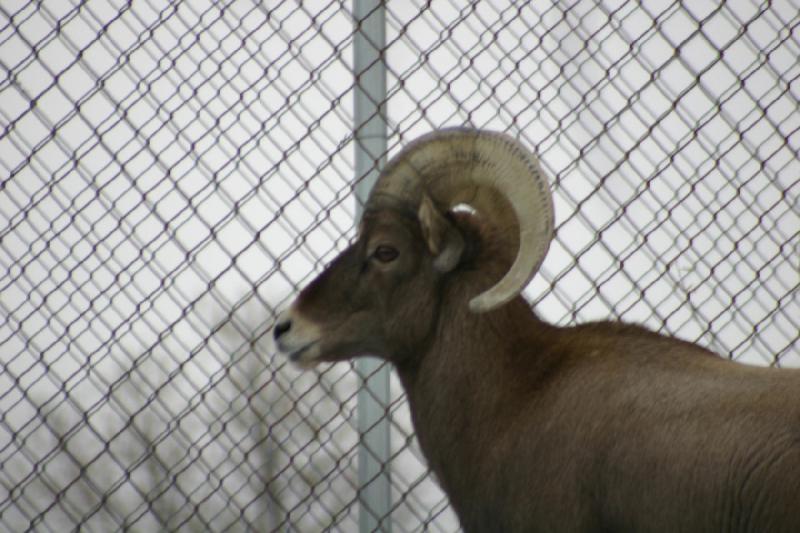 2007-12-09 16:03:30 ** Utah, Zoo ** Dickhornschaf.