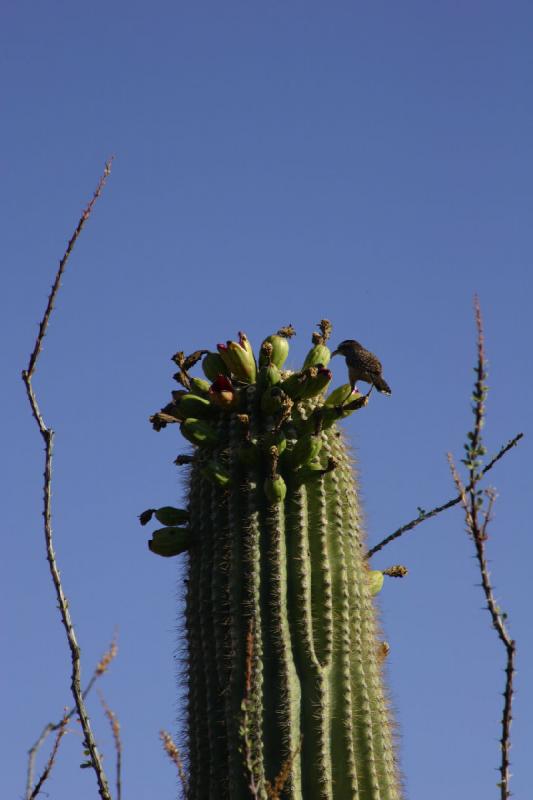 2006-06-17 17:48:24 ** Botanical Garden, Cactus, Tucson ** Fruit of the Saguaro cactus as food for this bird.