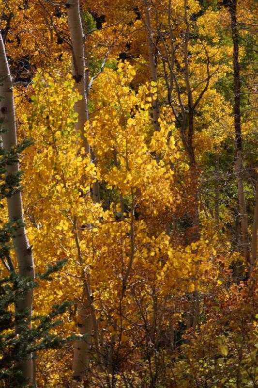 2010-10-01 14:10:47 ** Big Cottonwood Canyon, Utah ** 2010-10-01 14:10:47 ** Big Cottonwood Canyon, Utah **