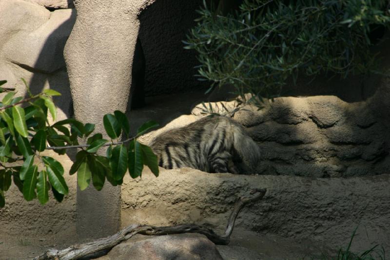 2008-03-20 10:34:42 ** San Diego, Zoo ** Striped Hyena.