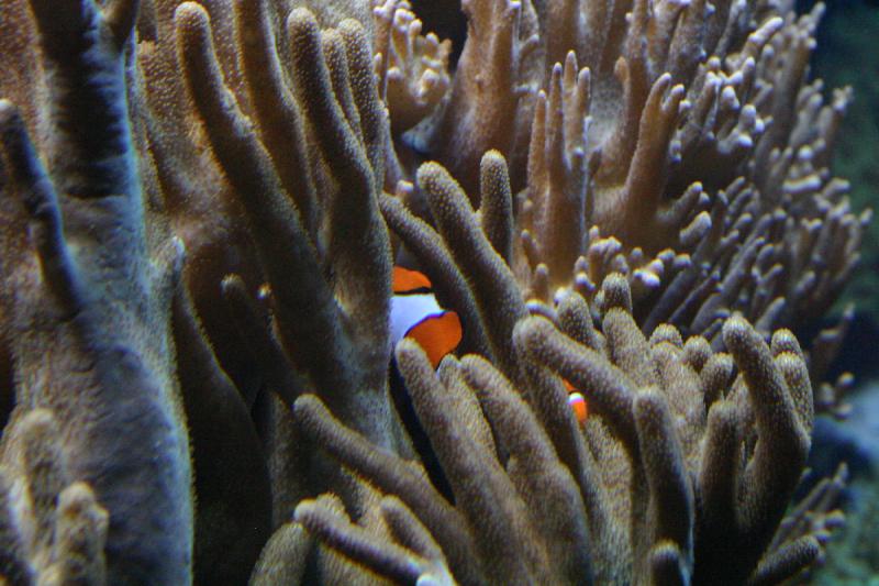 2005-08-25 15:43:36 ** Aquarium, Berlin, Germany, Zoo ** Clownfish.