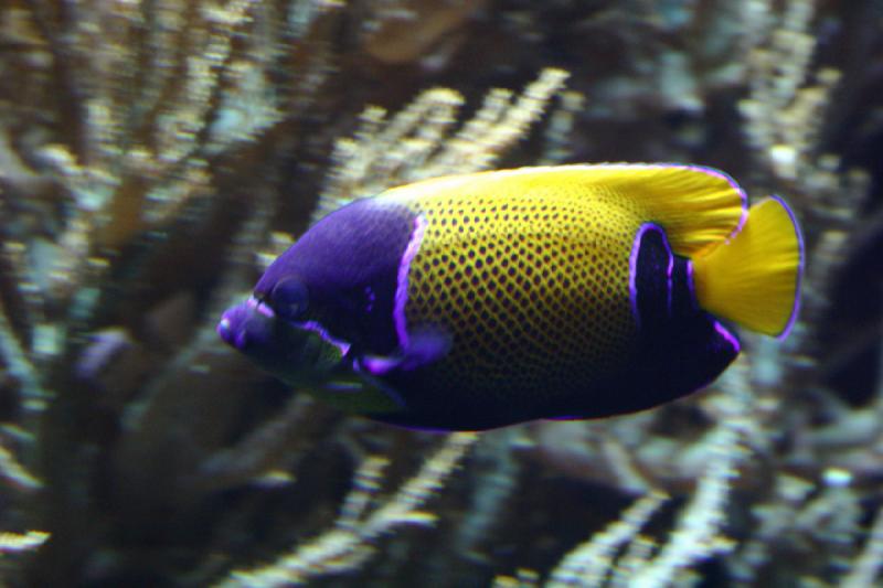 2006-11-29 12:38:14 ** Aquarium, Berlin, Germany, Zoo ** Colorful salt water fish.