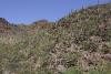 "Saguaro" cacti on a hill.