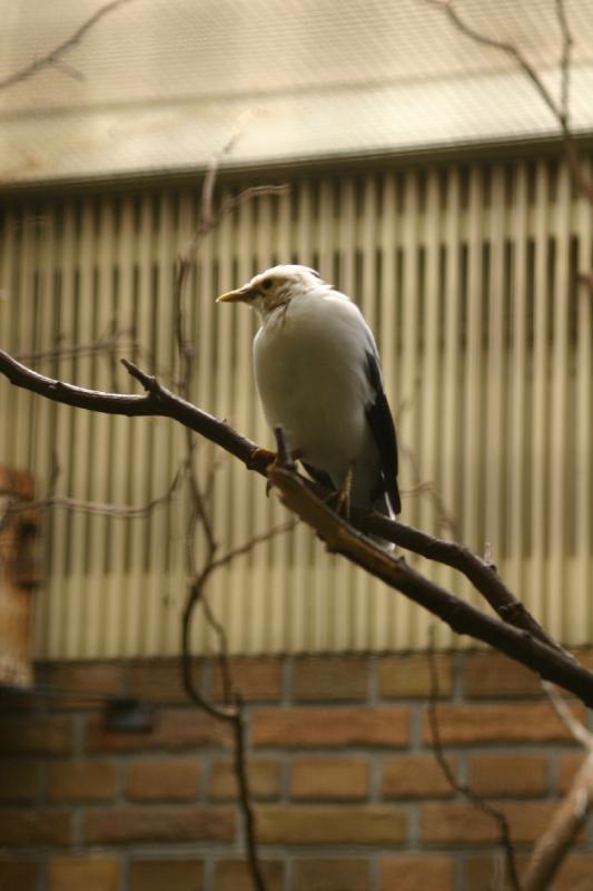 2005-08-24 13:16:46 ** Berlin, Germany, Zoo ** Bird in the zoo. 2005-08-24 13:16:46 ** Berlin, Germany, Zoo ** Bird in the zoo.