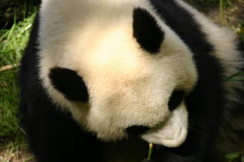 2008-03-20 11:37:36 ** San Diego, Zoo ** Panda.