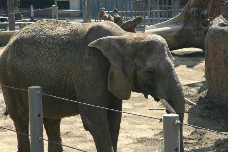 2008-03-20 10:47:22 ** San Diego, Zoo ** African Elephant.