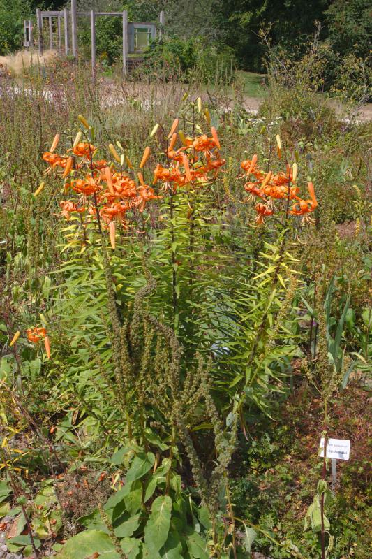 2019-07-26 13:43:50 ** Bad Zwischenahn, Botanischer Garten, Deutschland ** 