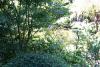 Much green in the Japanese Garden.