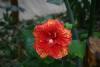 This flower blooms inside the warm greenhouse even in December.