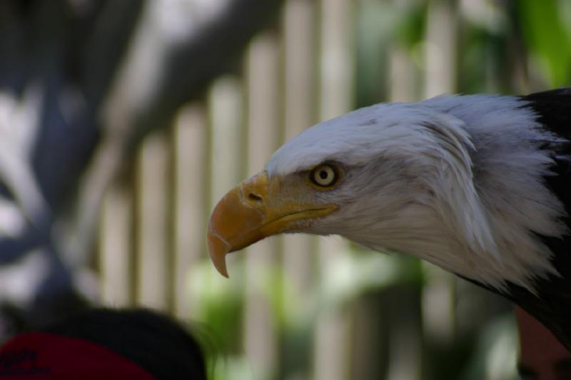 2007-06-18 11:33:24 ** Bald Eagle, Utah, Zoo ** Bald eagle.