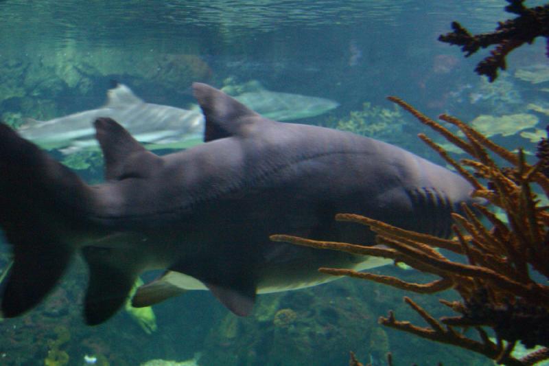 2006-11-29 12:56:46 ** Aquarium, Berlin, Germany, Zoo ** Sharks.