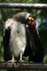 King vulture.