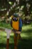 Blue macaw.