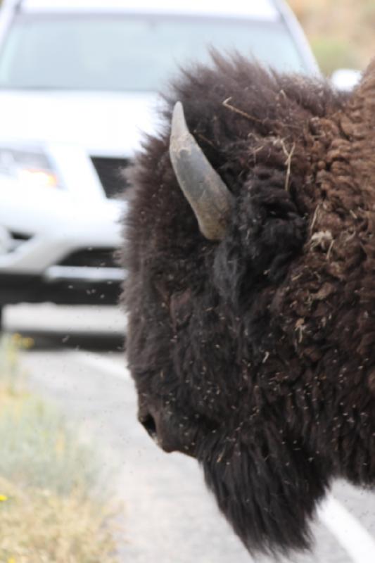 2013-08-24 15:46:39 ** Antelope Island, Bison, Utah ** 2013-08-24 15:46:39 ** Antelope Island, Bison, Utah **