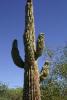 Saguaro-Kaktus.