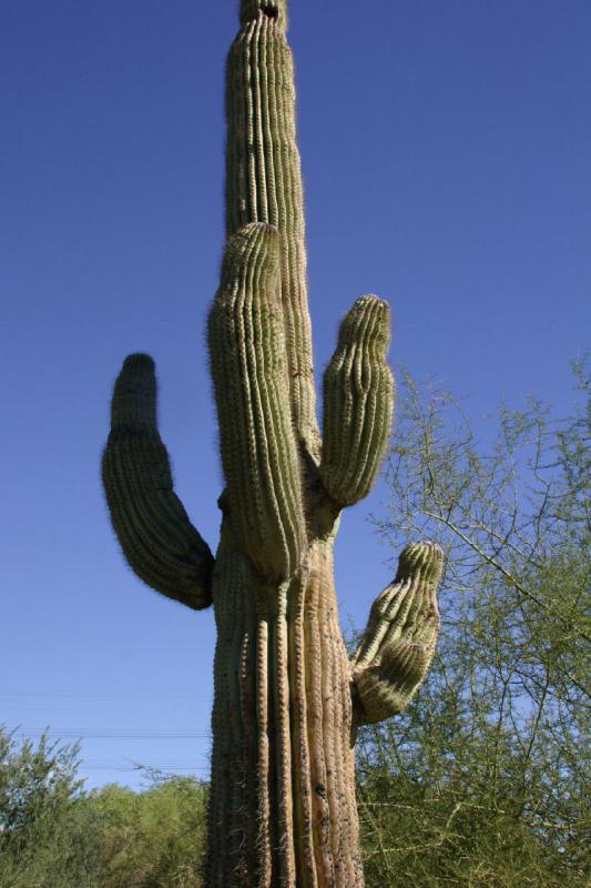 2007-10-27 13:54:04 ** Botanical Garden, Cactus, Phoenix ** Saguaro cactus. 2007-10-27 13:54:04 ** Botanical Garden, Cactus, Phoenix ** Saguaro cactus.