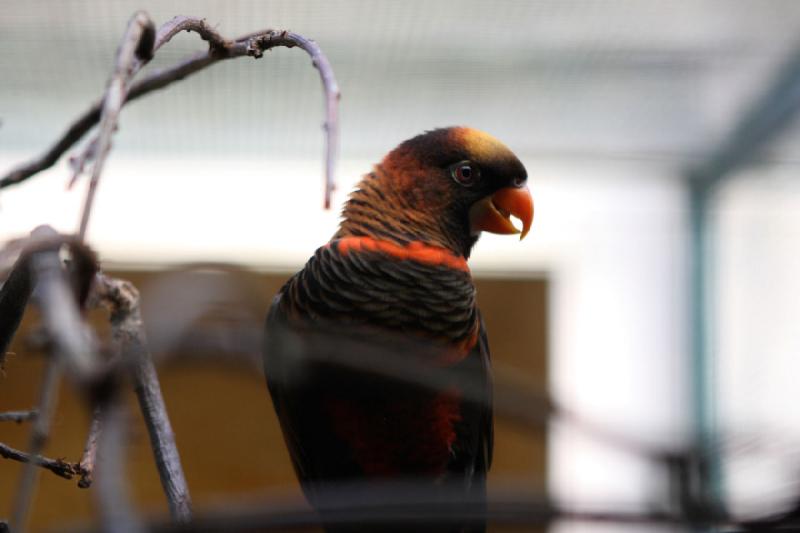 2010-04-13 17:14:58 ** Deutschland, Walsrode, Zoo ** 