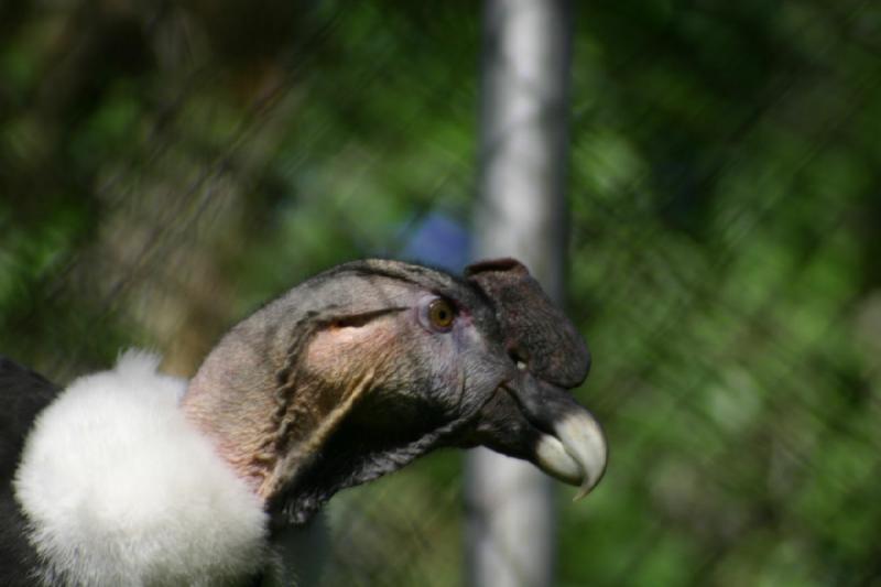 2005-05-21 17:07:39 ** Tracy Aviary ** Head of the andean condor.