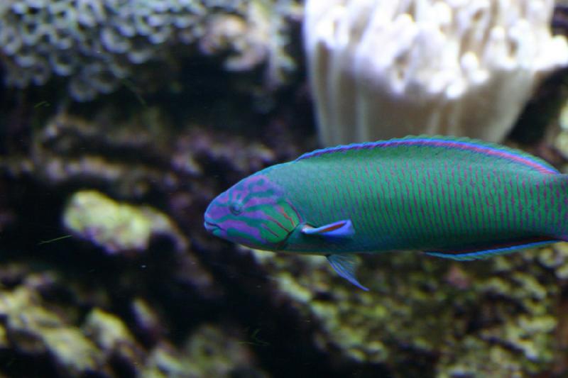 2007-09-01 11:29:26 ** Aquarium, Seattle ** Great colors with this fish.