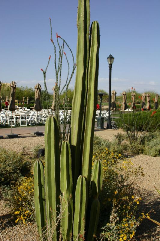 2007-04-15 16:42:16 ** Cactus, Phoenix ** Cactus without a description. 2007-04-15 16:42:16 ** Cactus, Phoenix ** Cactus without a description.