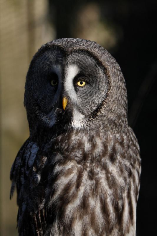 2010-04-13 17:56:12 ** Germany, Walsrode, Zoo ** Great Grey Owl or Lapland Owl (Strix nebulosa), largest species of the genus Strix.