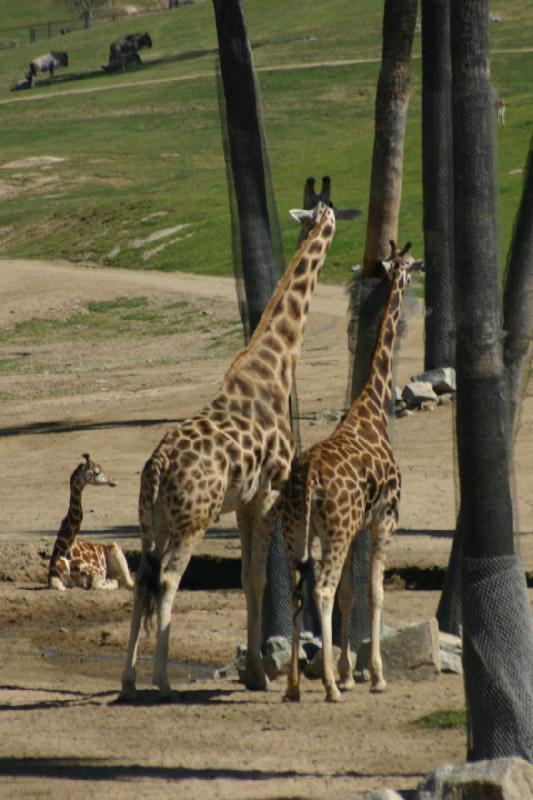 2008-03-21 11:11:02 ** San Diego, San Diego Zoo's Wild Animal Park ** 