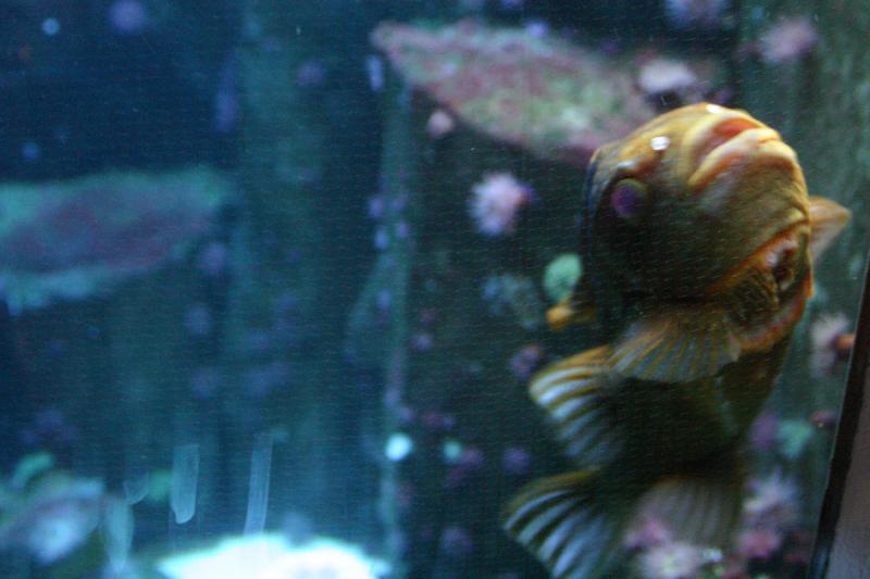 2005-08-25 14:38:27 ** Aquarium, Berlin, Germany, Zoo ** This fish wanted to stay as close to the glass as possible.