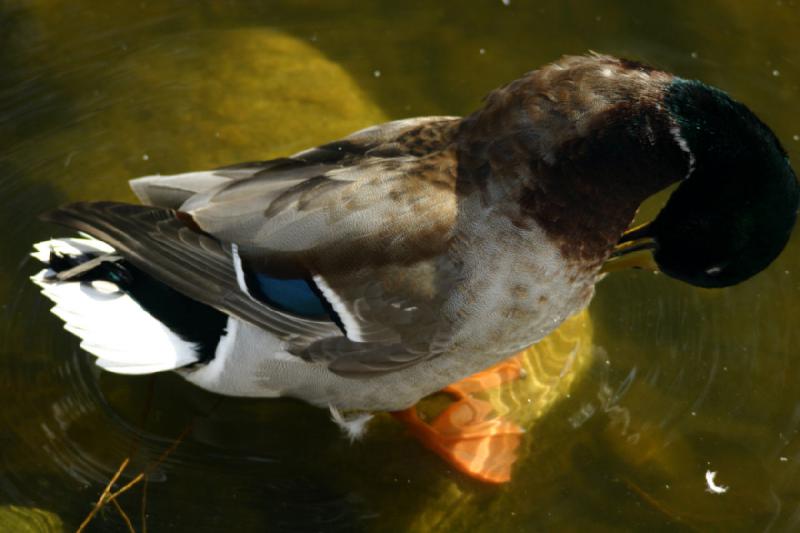 2007-03-11 15:09:00 ** Utah, Zoo ** Mallard duck.