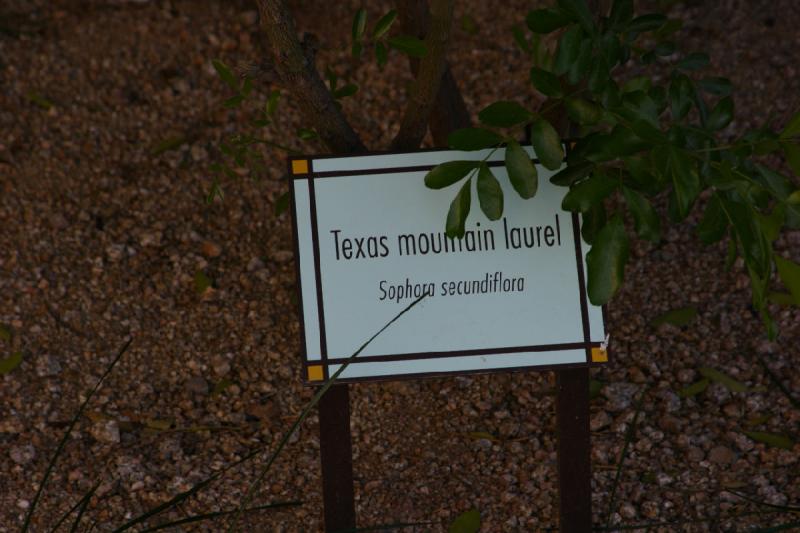 2007-04-15 16:55:24 ** Phoenix ** Texan mountain laurel 'Sophara secundiflora'.