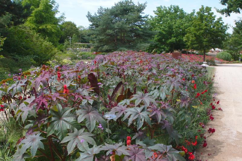 2019-07-26 13:07:47 ** Bad Zwischenahn, Botanischer Garten, Deutschland ** 