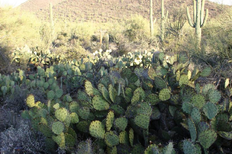 2006-06-17 18:38:16 ** Botanical Garden, Cactus, Tucson ** Opuntia.