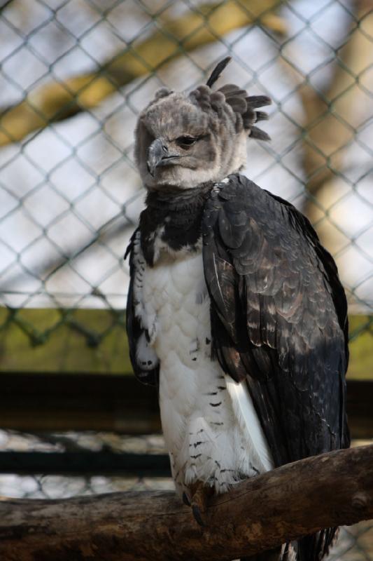 2010-04-13 16:26:56 ** Germany, Walsrode, Zoo ** Harpy Eagle.