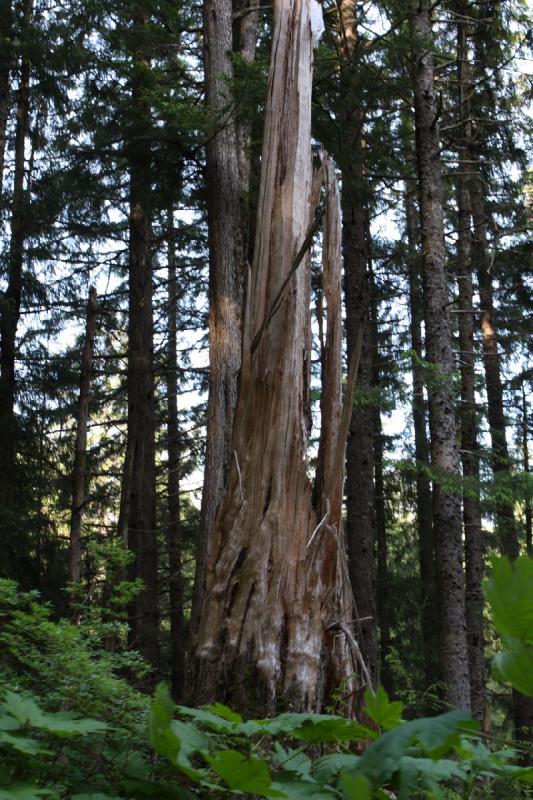 2012-06-20 18:34:36 ** Alaska, Cruise, Juneau ** 