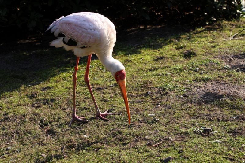 2010-04-13 18:19:50 ** Germany, Walsrode, Zoo ** 