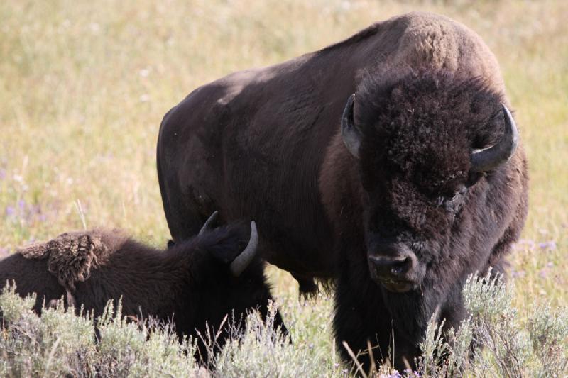 2008-08-15 17:14:05 ** Bison, Yellowstone Nationalpark ** 