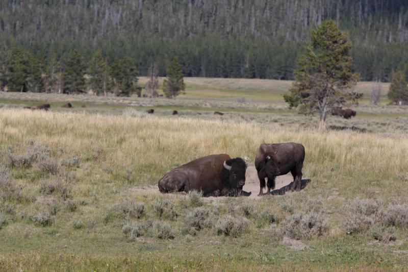2008-08-15 17:12:33 ** Bison, Yellowstone Nationalpark ** 