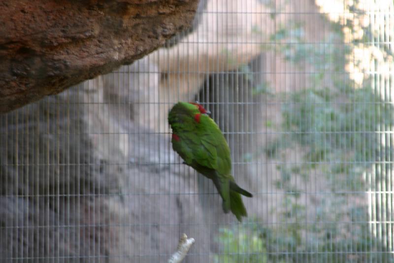2006-06-17 16:55:42 ** Botanical Garden, Tucson ** Parrot in the desert.