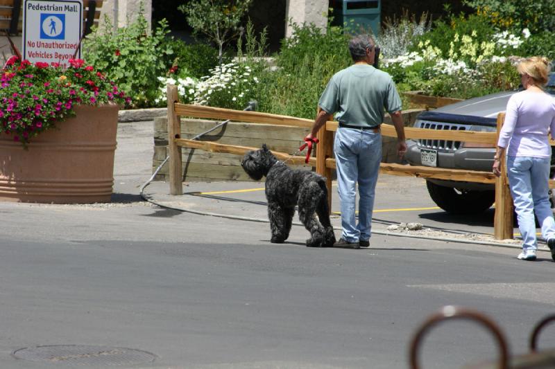 2006-07-22 12:52:38 ** Vail ** Viele Hunde in der Stadt.