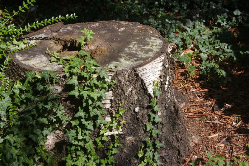 2019-07-31 11:48:22 ** Botanischer Garten, Deutschland, Oldenburg ** 