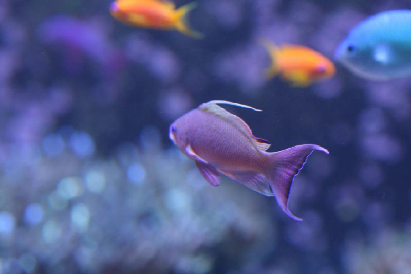 2012-06-16 10:59:42 ** Aquarium, Seattle ** 