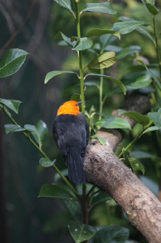 2010-04-13 15:29:00 ** Germany, Walsrode, Zoo ** 