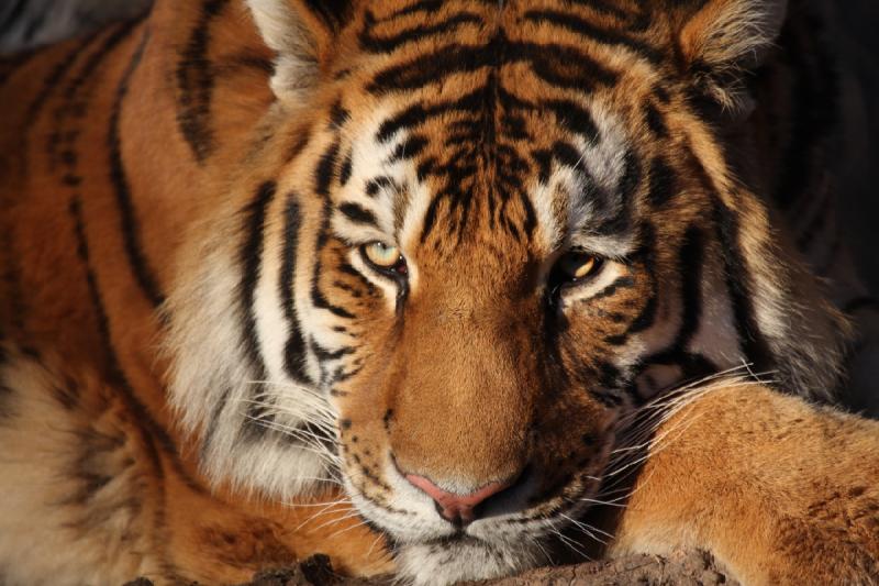 2011-01-23 16:34:33 ** Tiger, Utah, Zoo ** 