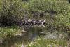 Beaver dam at Silver Lake.