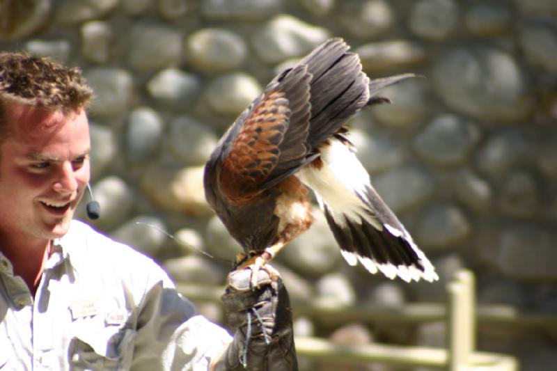 2007-06-18 11:27:26 ** Utah, Zoo ** Shawn und der Greifvogel.