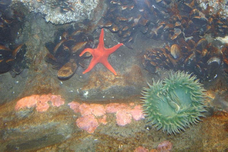 2007-09-01 11:01:04 ** Aquarium, Seattle ** Star fish, mussels and anemone.