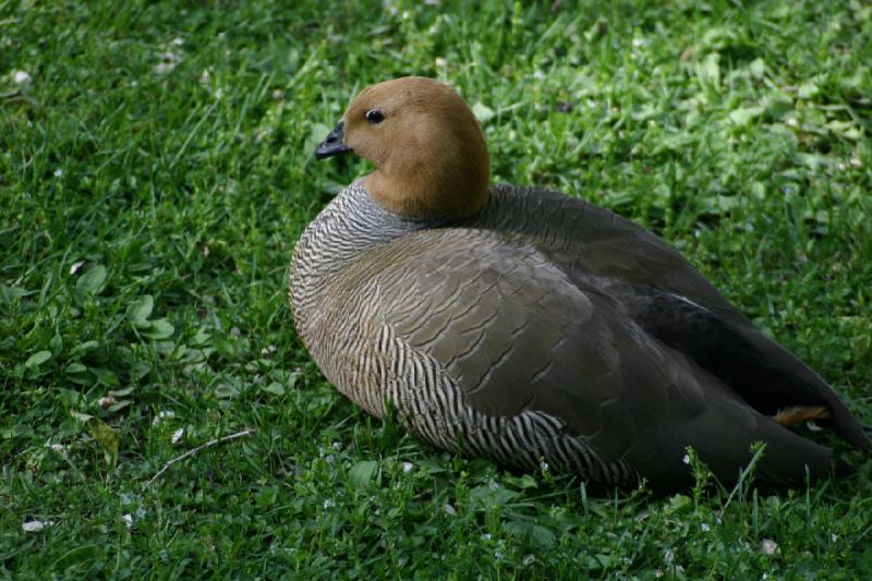 2005-05-21 17:21:32 ** Tracy Aviary ** Duck.